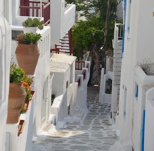 White And Grey Chora